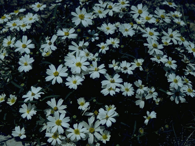 Melampodium leucanthum (Blackfoot daisy) #10666
