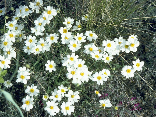 Melampodium leucanthum (Blackfoot daisy) #10667