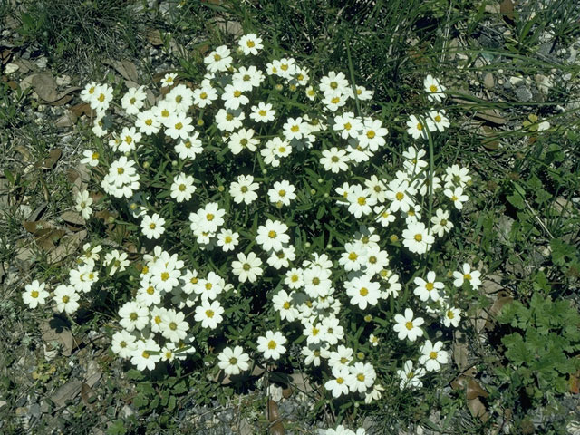 Melampodium leucanthum (Blackfoot daisy) #10668