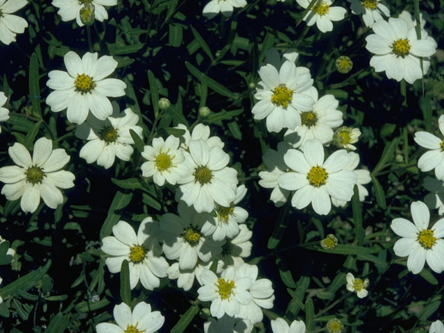 Melampodium leucanthum (Blackfoot daisy) #10669