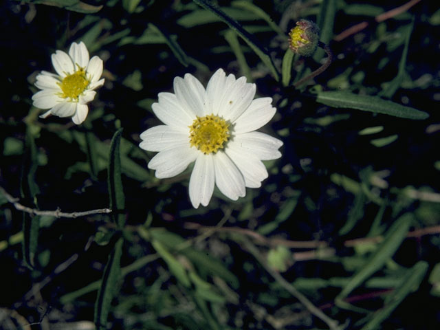 Melampodium leucanthum (Blackfoot daisy) #10670