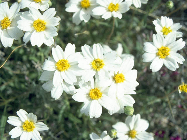 Melampodium leucanthum (Blackfoot daisy) #10671
