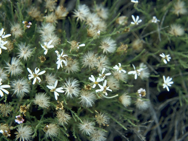 Melampodium leucanthum (Blackfoot daisy) #10672