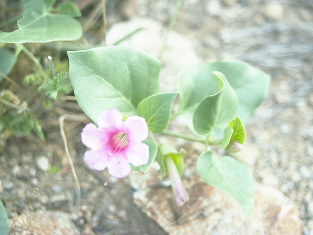 Mirabilis multiflora (Colorado four o'clock) #10693