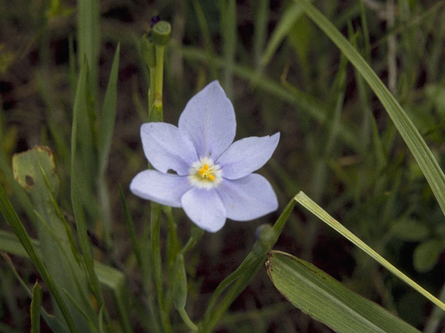 Nemastylis geminiflora (Prairie celestials) #10729