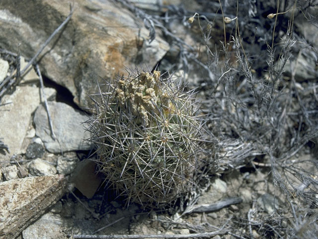 Echinomastus warnockii (Warnock's fishhook cactus) #10736