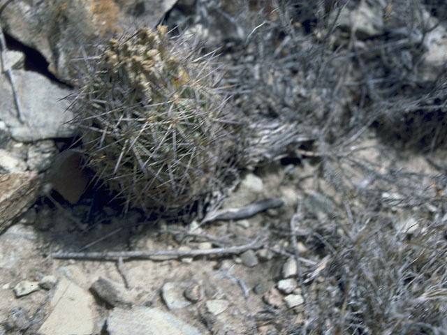 Echinomastus warnockii (Warnock's fishhook cactus) #10737