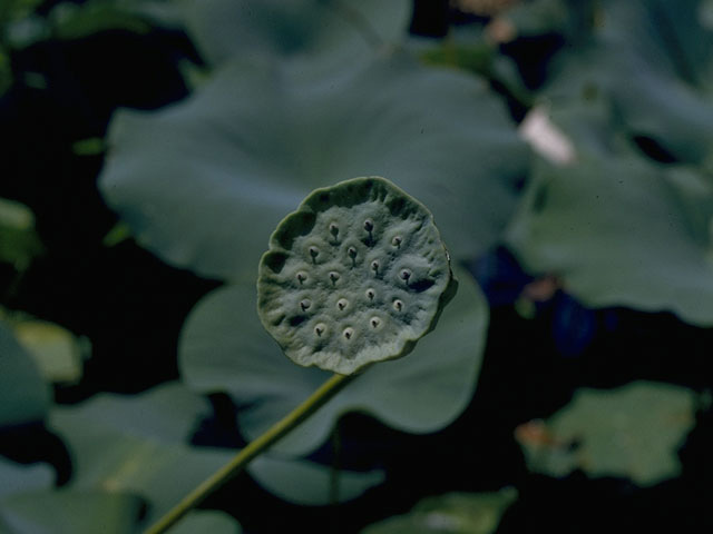 Nelumbo lutea (American lotus) #10760