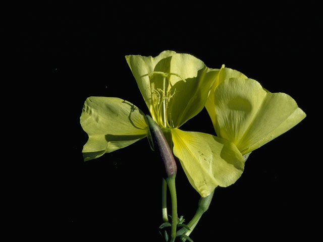 Oenothera biennis (Common evening-primrose) #10764