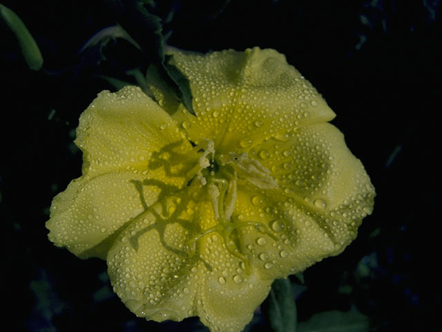Oenothera grandis (Showy evening-primrose) #10771