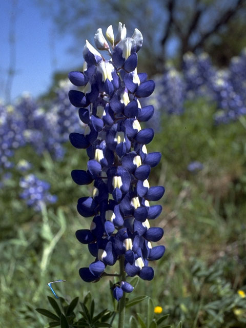 Lupinus texensis (Texas bluebonnet) #15194
