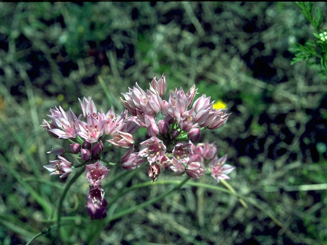 Allium canadense var. mobilense (Meadow garlic) #15212