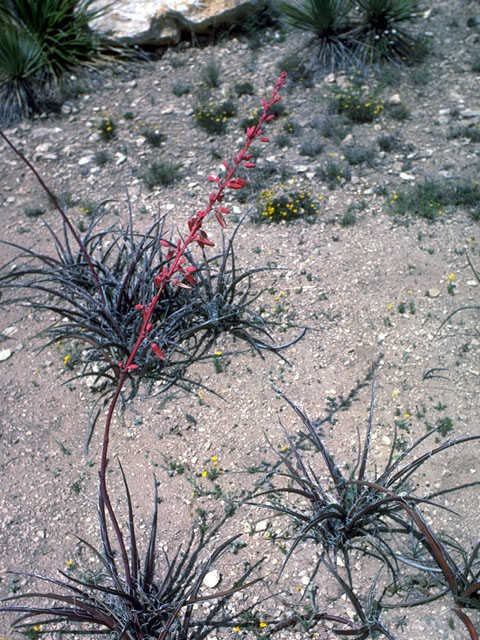 Hesperaloe parviflora (Red yucca) #15221