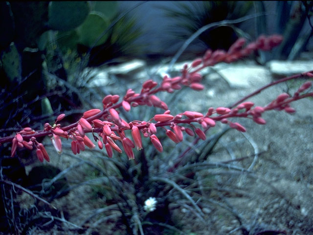 Hesperaloe parviflora (Red yucca) #15220