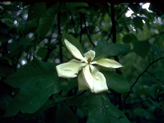 Magnolia ashei (Ashe's magnolia) #15235