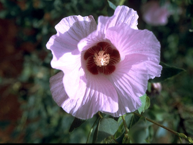 Hibiscus laevis (Halberdleaf rosemallow) #15241