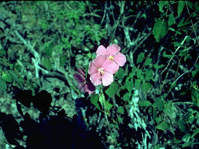 Pavonia lasiopetala (Rock rose) #15243