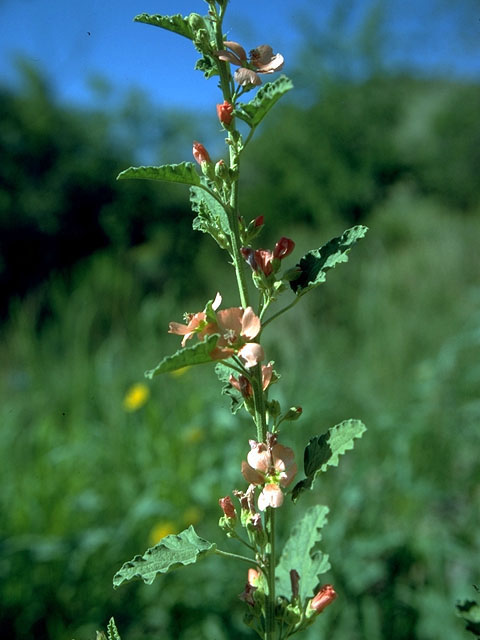 Sphaeralcea angustifolia (Narrowleaf globemallow) #15244