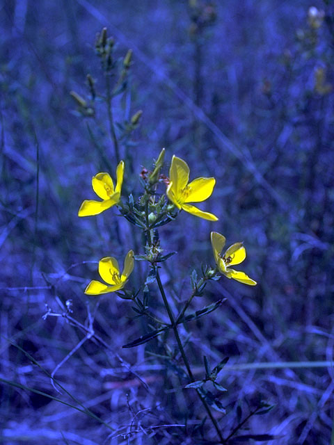Rhexia lutea (Yellow meadow beauty) #15247