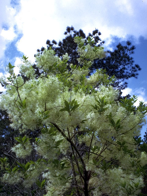Chionanthus virginicus (White fringetree) #15258