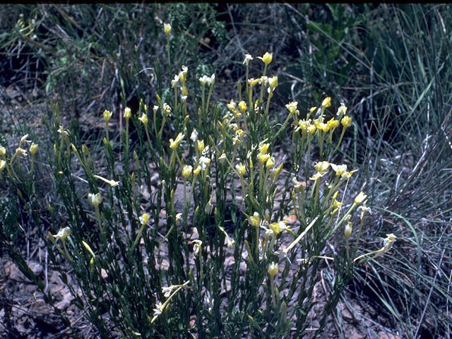 Menodora longiflora (Showy menodora) #15259