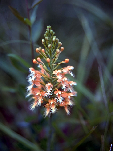Platanthera ciliaris (Orange fringed orchid) #15269
