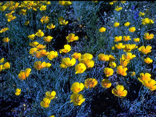 Eschscholzia californica ssp. mexicana (Mexican gold poppy) #15278