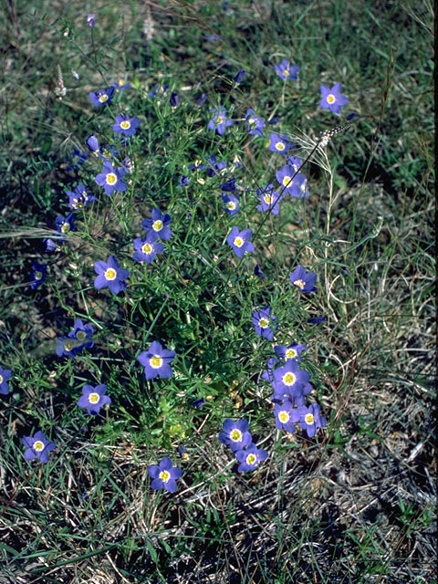 Giliastrum acerosum (Bluebowls) #15284
