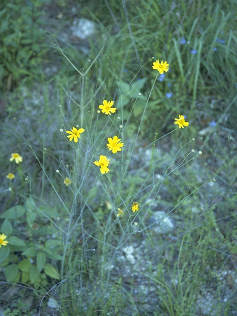 Thelesperma simplicifolium (Slender greenthread) #10820