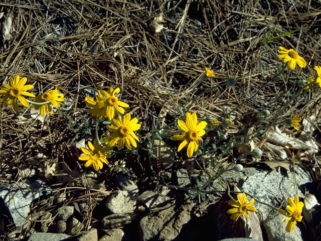 Lasthenia californica (California goldfields) #10850
