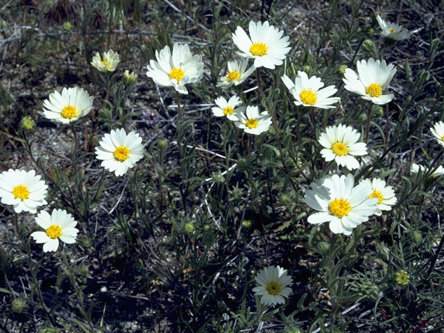 Layia glandulosa (White-daisy tidytips) #10854