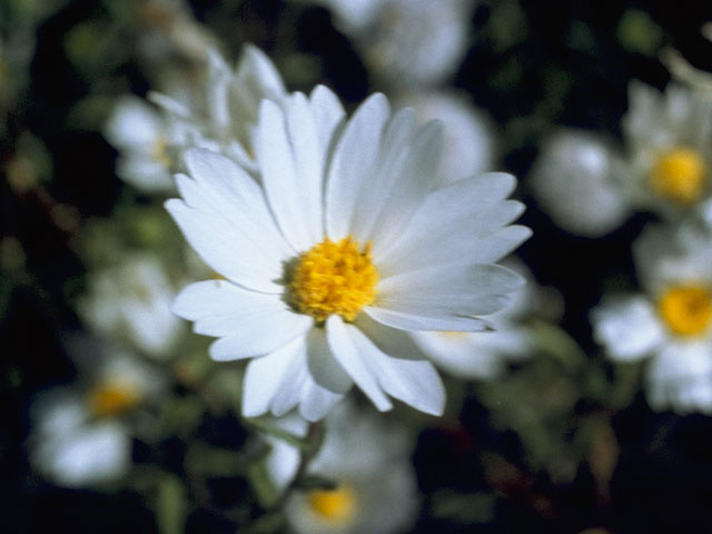 Layia glandulosa (White-daisy tidytips) #10855