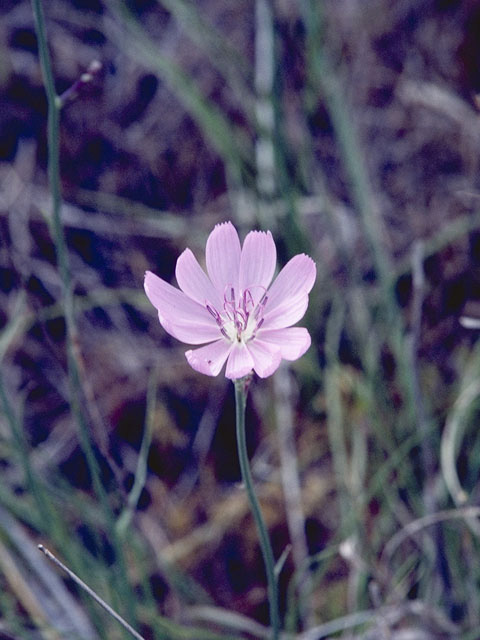 Lygodesmia texana (Texas skeleton plant) #10913
