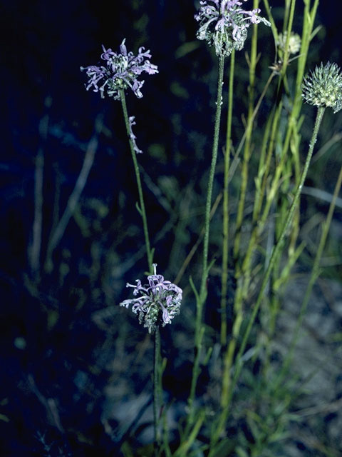 Marshallia graminifolia var. cynanthera (Grassleaf barbara's buttons) #10960