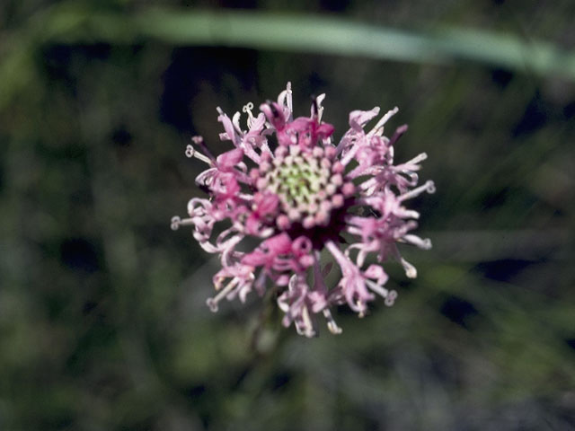 Marshallia graminifolia var. cynanthera (Grassleaf barbara's buttons) #10962