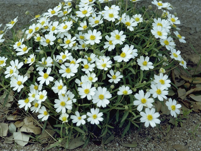 Melampodium leucanthum (Blackfoot daisy) #10969