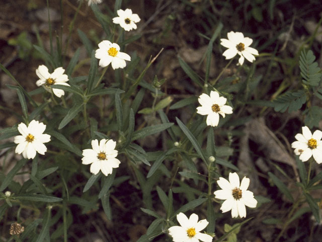 Melampodium leucanthum (Blackfoot daisy) #10970