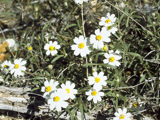 Melampodium leucanthum (Blackfoot daisy) #10971