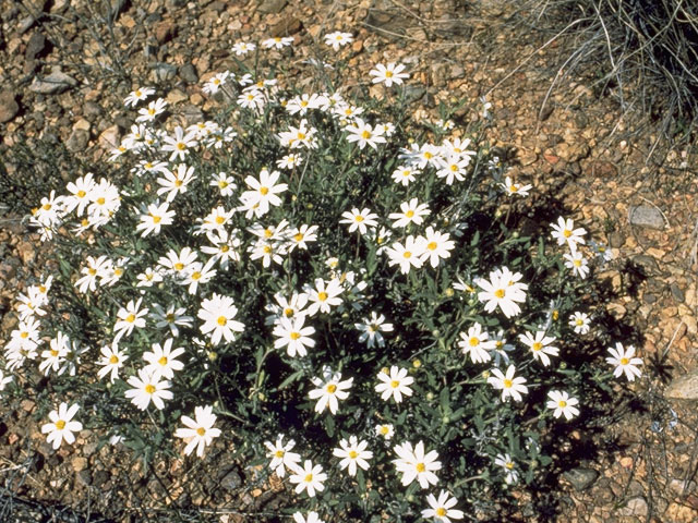 Melampodium leucanthum (Blackfoot daisy) #10973