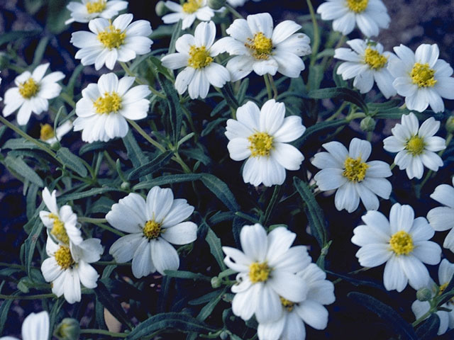 Melampodium leucanthum (Blackfoot daisy) #10974