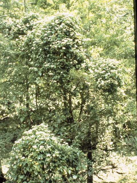Mikania scandens (Climbing hempvine) #10982