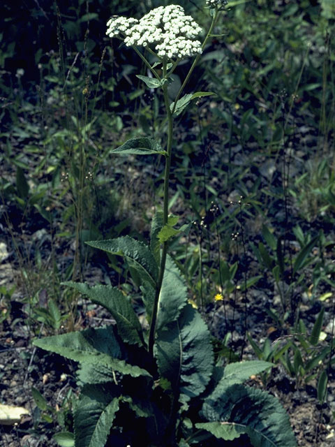 Parthenium integrifolium (Wild quinine) #11006