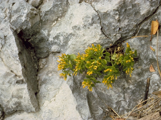 Perityle quinqueflora (Fiveflower rockdaisy) #11020