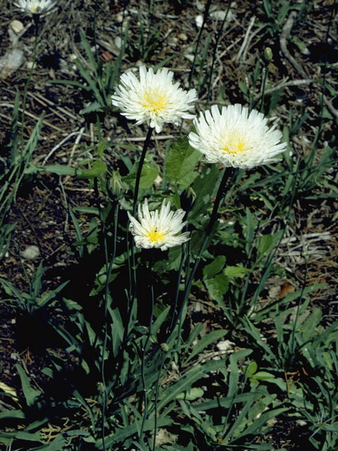 Pinaropappus roseus (White rocklettuce) #11033