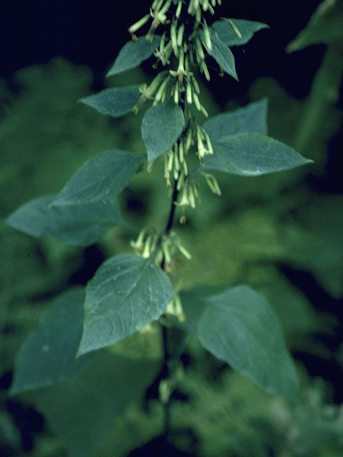 Prenanthes altissima (Tall rattlesnakeroot) #11048