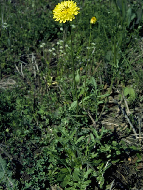 Pyrrhopappus pauciflorus (Smallflower desert-chicory) #11075