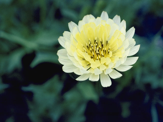 Pyrrhopappus pauciflorus (Smallflower desert-chicory) #11076