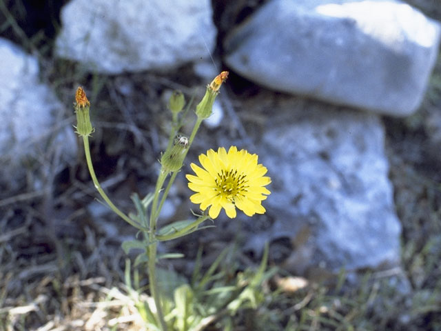 Pyrrhopappus pauciflorus (Smallflower desert-chicory) #11077