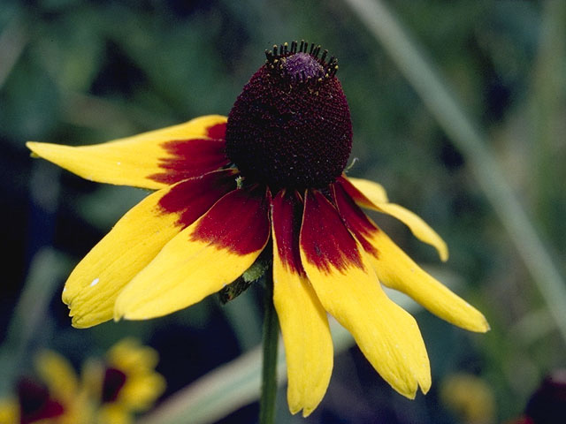 Dracopis amplexicaulis (Clasping coneflower) #11133