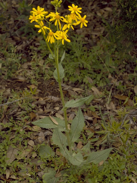 Senecio ampullaceus (Texas ragwort) #11169